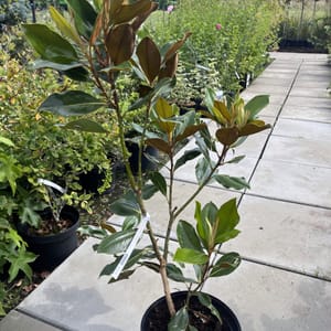 Magnolia grandiflora 'Little Gem'_2024_Keř_20/40_21.srpen