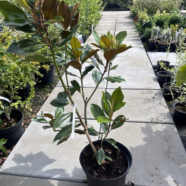 Magnolia grandiflora 'Little Gem'_2024_Keř_20/40_21.srpen