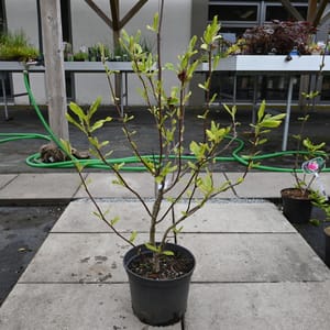 Magnolia soulangeana_2022_Keř_100/125_16.květen