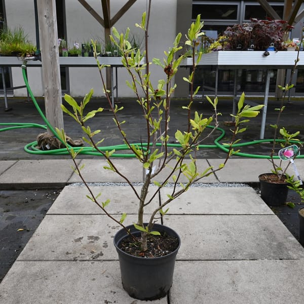 Magnolia soulangeana_2022_Keř_100/125_16.květen
