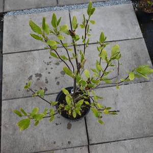 Magnolia soulangeana_2022_Keř_100/125_16.květen