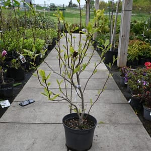 Magnolia soulangeana_2022_Keř_100/125_16.květen