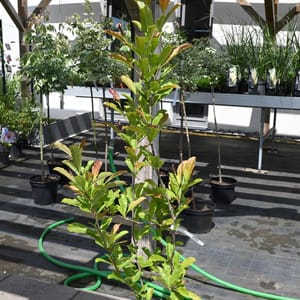 Magnolia soulangeana_2022_Strom_40/60_15.červen