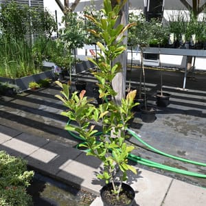 Magnolia soulangeana_2022_Strom_40/60_15.červen