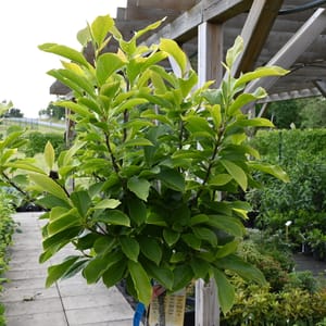 Magnolia soulangeana_2023_Na kmínku_100/125_15.červen