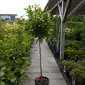 Magnolia soulangeana_2023_Na kmínku_100/125_15.červen