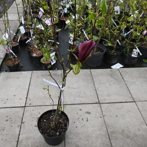 Magnolia stellata_2022_Keř_40/60_16.květen