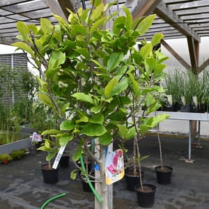 Magnolia 'Susan'_2023_Na kmínku_100/125_15.červen