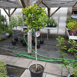 Magnolia 'Susan'_2023_Na kmínku_100/125_15.červen