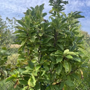 Magnolia 'Susan'_2023_Na kmínku_100/125_6.září