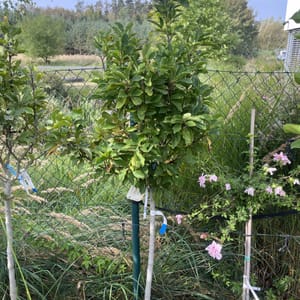 Magnolia 'Susan'_2023_Na kmínku_100/125_6.září