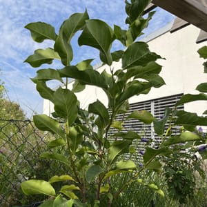 Magnolia 'Susan'_2024_Na kmínku_80/100_6.září