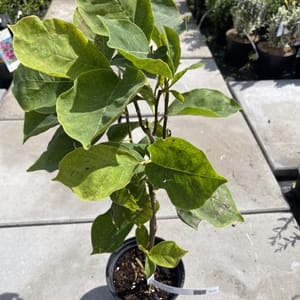 Magnolia  'Yellow Lanthern'_2024_Keř_20/40_21.srpen