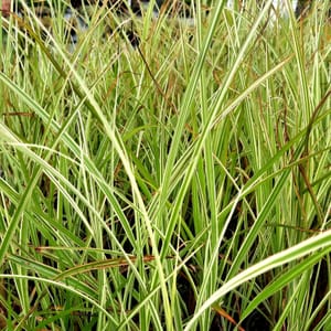 Miscanthus sinensis 'Variegatus'_2025__K12_17.červenec