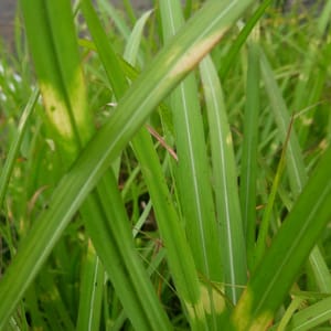 Miscanthus sinensis 'Zebrinus'_2025__K12_17.červenec