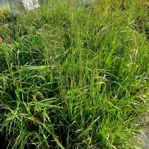Molinia arundinacea 'Karl Foerster'_2025__K9_14.červenec