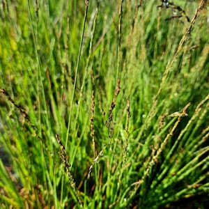Molinia caerulea 'Heidebraut'_2025__3l_14.červenec
