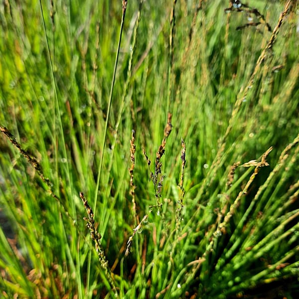 Molinia caerulea 'Heidebraut'_2025__3l_14.červenec