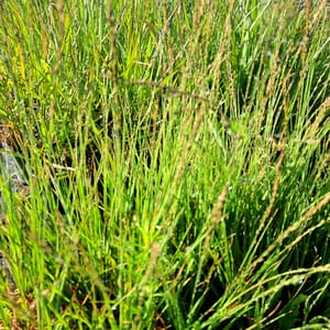 Molinia caerulea 'Heidebraut'_2025__3l_14.červenec