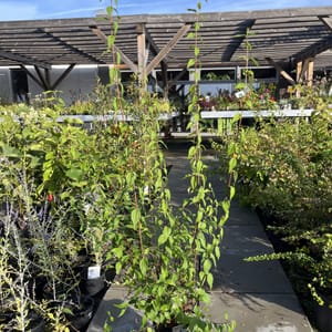 Philadelphus 'LEMOINEI'_2024_Keř_40/60_6.září