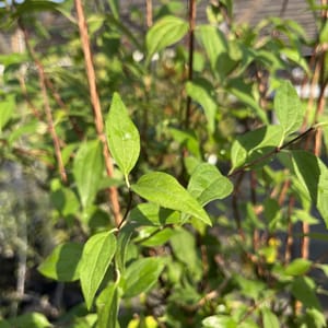 Philadelphus 'LEMOINEI'_2024_Keř_40/60_6.září