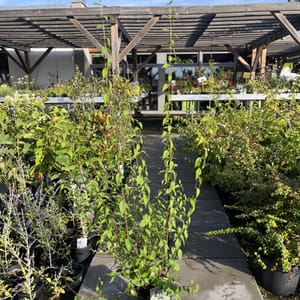 Philadelphus 'LEMOINEI'_2024_Keř_40/60_6.září