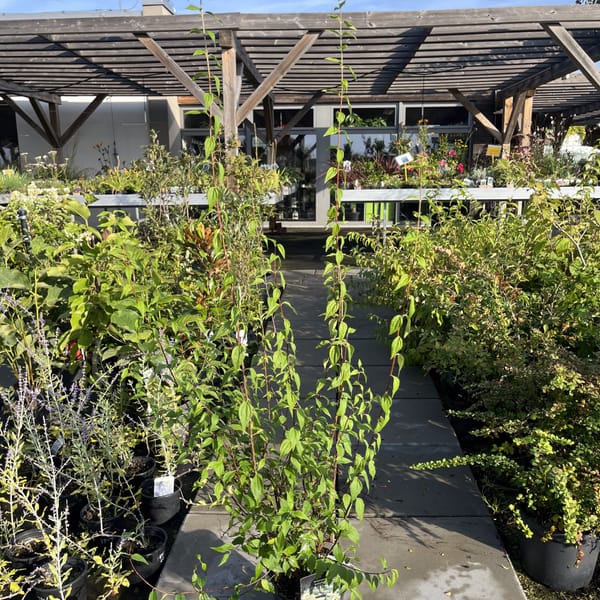 Philadelphus 'LEMOINEI'_2024_Keř_40/60_6.září