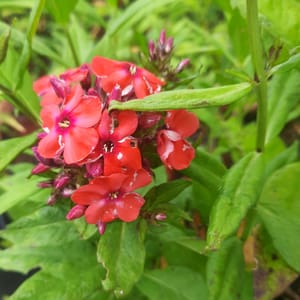 Phlox paniculata 'Orange Perfection'_2025__K12_16.červenec