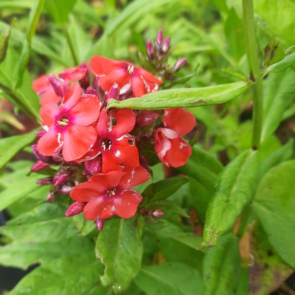 Phlox paniculata 'Orange Perfection'_2025__K12_16.červenec