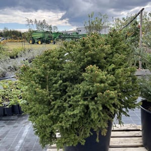 Picea abies 'Ohlendorffii'_2022_Strom_60/80_10.září