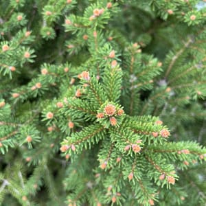 Picea abies 'Ohlendorffii'_2022_Strom_60/80_10.září