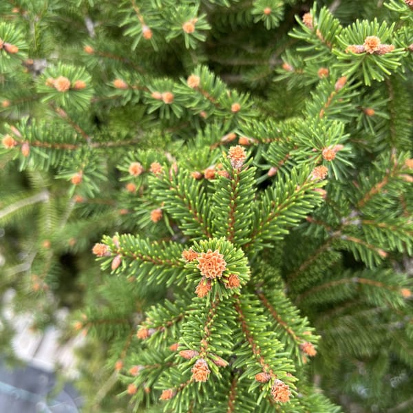 Picea abies 'Ohlendorffii'_2022_Strom_60/80_10.září