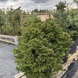 Picea abies 'Ohlendorffii'_2022_Strom_60/80_10.září
