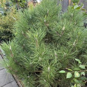 Pinus cembra_2024_Strom_100/125_20.srpen