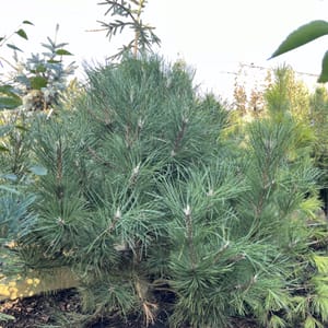 Pinus cembra_2024_Strom_100/125_20.srpen