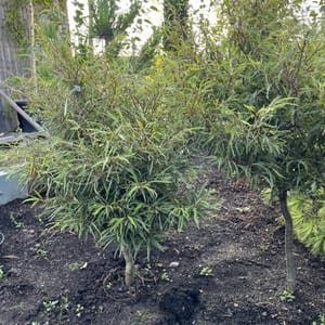 Pinus cembra_2024_Strom_125/150_20.srpen