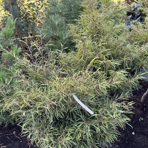 Pinus cembra_2024_Strom_125/150_20.srpen