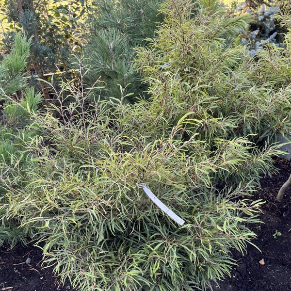 Pinus cembra_2024_Strom_125/150_20.srpen