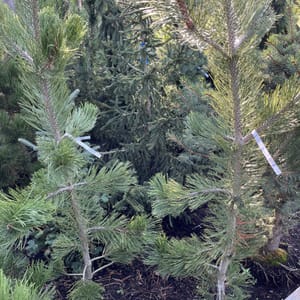 Pinus leucodermis 'Satellit'_2022_Strom_100/125_20.srpen