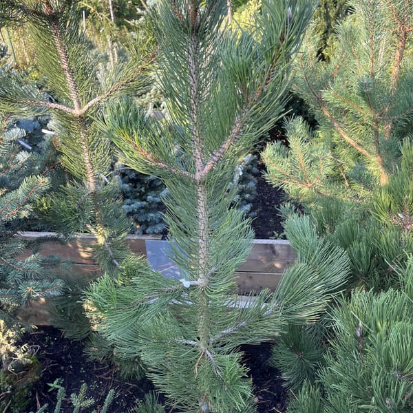 Pinus leucodermis 'Satellit'_2022_Strom_100/125_20.srpen