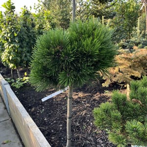 Pinus leucodermis 'Schmidtii'_2022_Na kmínku_40/60_20.srpen