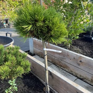 Pinus leucodermis 'Schmidtii'_2022_Na kmínku_40/60_20.srpen