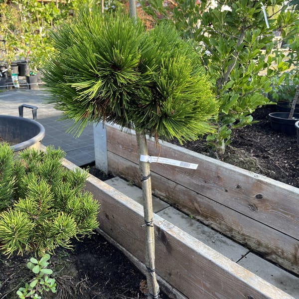 Pinus leucodermis 'Schmidtii'_2022_Na kmínku_40/60_20.srpen