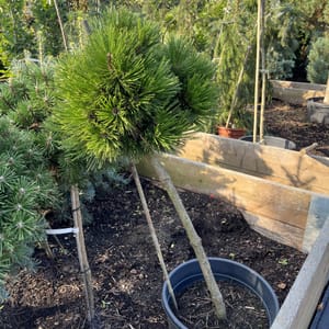 Pinus leucodermis 'Schmidtii'_2023_Strom_60/80_20.srpen