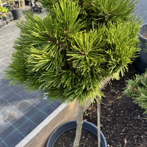 Pinus leucodermis 'Schmidtii'_2023_Strom_60/80_20.srpen