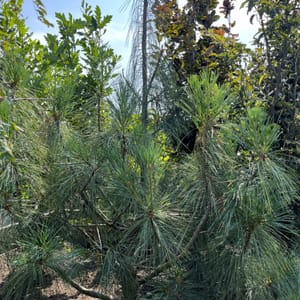 Pinus wallichiana_2022_Strom_100/125_20.srpen
