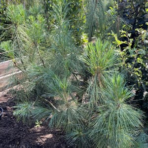 Pinus wallichiana_2022_Strom_100/125_20.srpen
