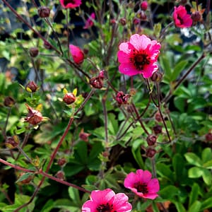 Potentilla nepalensis 'Miss Willmott'_2025__K9_14.červenec