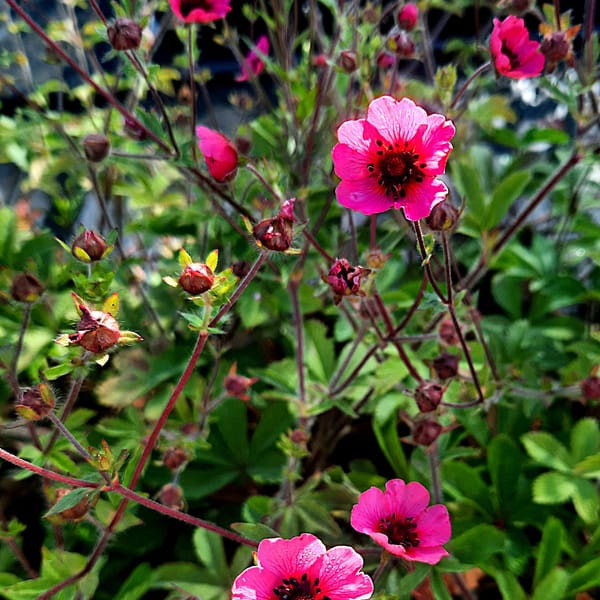 Potentilla nepalensis 'Miss Willmott'_2025__K9_14.červenec