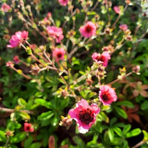 Potentilla nepalensis 'Miss Willmott'_2025__K9_14.červenec